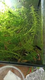 5 guppies te koop, Dieren en Toebehoren