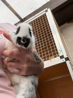 Vlinder konijn, Dieren en Toebehoren