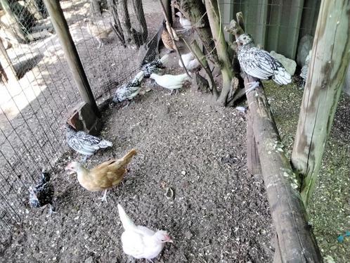 Sebright Kippetjes, Dieren en Toebehoren, Pluimvee