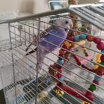 Vogelkooi, Dieren en Toebehoren, Ophalen, Zo goed als nieuw, Kooi-accessoires