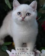 British Shorthair Blue Golden Point, Dieren en Toebehoren, Katten en Kittens | Raskatten | Korthaar, Meerdere dieren, Gechipt