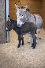Mini ezel veulens, Dieren en Toebehoren