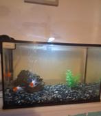 Kl aquarium met toebehoren, Dieren en Toebehoren, Vissen | Aquaria en Toebehoren, Ophalen, Gebruikt