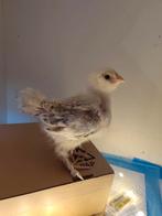 Faverolles hen kuikens, Dieren en Toebehoren