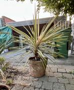 Cordyline austraulis ("torbay dazzler"), Ophalen