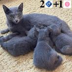 Blauwe Rus kittens te koop, Dieren en Toebehoren, Gechipt, Meerdere dieren, 0 tot 2 jaar