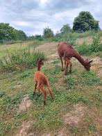 Alpaca hengst geboren 17 juli 2025., Dieren en Toebehoren, Hengst