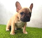 Prachtige Franse Bulldog Pup, Animaux & Accessoires, Chien (mâle), Belgique, 8 à 15 semaines, Bouledogue