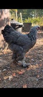 Brahma groothoender hennen, Dieren en Toebehoren