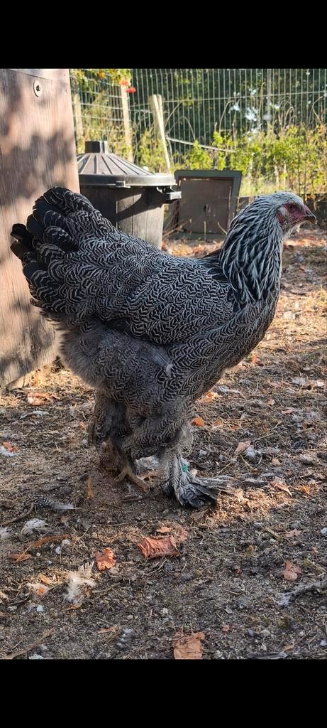 Brahma groothoender hennen, Dieren en Toebehoren, Pluimvee