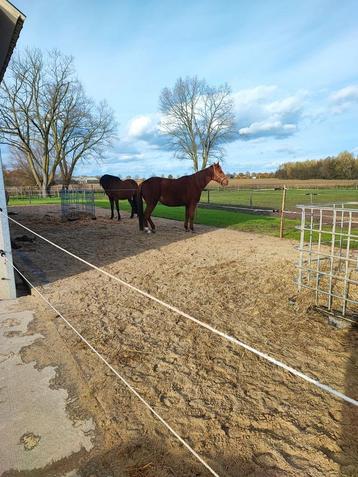 Stal te huur