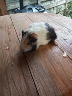 Prachtige cavia zeugjes, Dieren en Toebehoren, December, Cavia