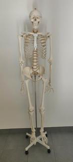 Compleet levensgroot skeletmodel voor studie anatomie, Diversen, Schoolbenodigdheden, Ophalen, Zo goed als nieuw
