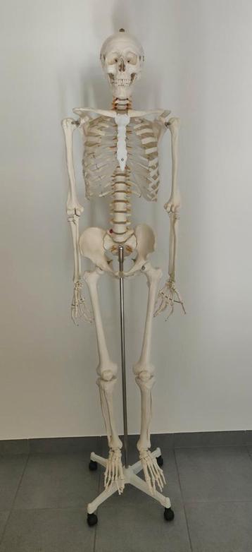 Compleet levensgroot anatomisch skelet voor studiedoeleinden beschikbaar voor biedingen