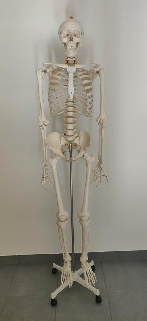 Compleet levensgroot anatomisch skelet voor studiedoeleinden, Diversen, Schoolbenodigdheden, Zo goed als nieuw, Ophalen
