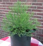 Boomkwekerij RedWoodFarms Sequoia bomen met voorjaarskorting, Bloeit niet, Overige soorten, Minder dan 100 cm, Ophalen