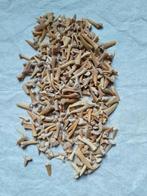 Beaucoup de dents de requin, Enlèvement ou Envoi, Fossile