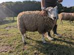 4 schapen te koop, Meerdere dieren, Schaap, 0 tot 2 jaar