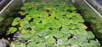 Amazone kikkerbeet (Amazon frogbit), Dieren en Toebehoren, Ophalen of Verzenden, Nieuw