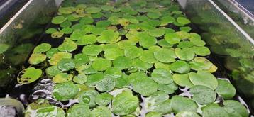 Amazone kikkerbeet (Amazon frogbit) beschikbaar voor biedingen