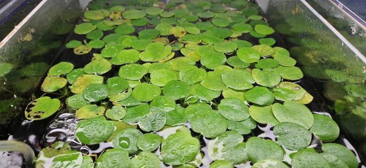 Amazone kikkerbeet (Amazon frogbit), Dieren en Toebehoren, Vissen | Aquaria en Toebehoren, Nieuw, Ophalen of Verzenden