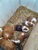 Jonge cavia’s, Août, Mâle, Cobaye