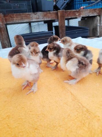 Poussins de tétras en porcelaine Brahma, Sexe inconnu, Poule ou poulet