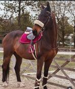 ️Knappe ruin, een echte allrounder & kinderfavoriet!️, Dieren en Toebehoren, Paarden, Ruin