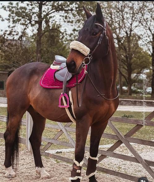 ️Knappe ruin, een echte allrounder & kinderfavoriet!️, Dieren en Toebehoren, Paarden, Ruin