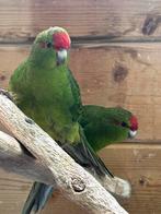 Kakariki, Geringd