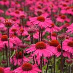 Zaden van  roze  Echinacea oogst 2025, Ophalen of Verzenden, Gehele jaar, Zaad