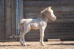 NMPRS hengstveulen, Dieren en Toebehoren, Paarden, Minder dan 160 cm, Gechipt, Niet van toepassing, 0 tot 2 jaar