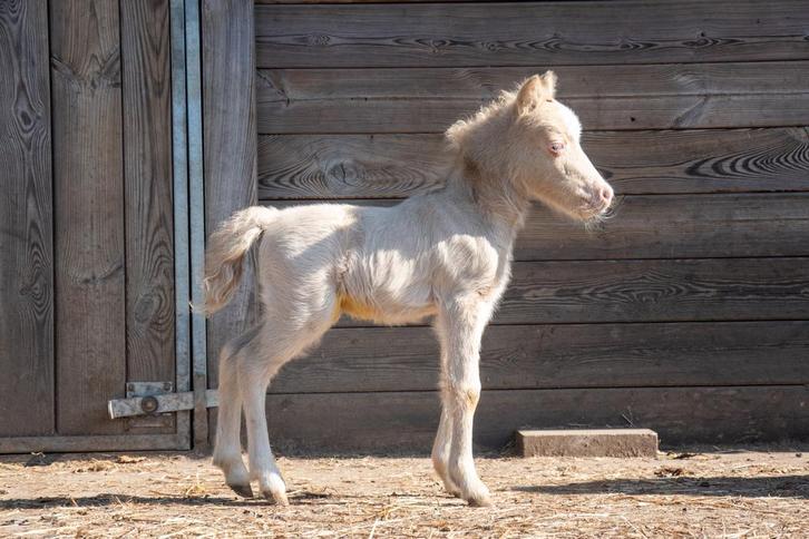 NMPRS hengstveulen, Dieren en Toebehoren, Paarden, Hengst, Niet van toepassing, Minder dan 160 cm, 0 tot 2 jaar, Recreatiepaard