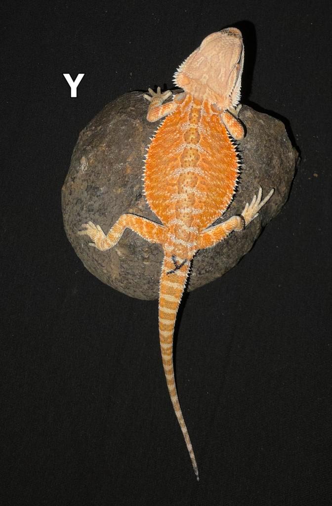 Zeer fel orange baardagaam-vrouwtje, Dieren en Toebehoren, Reptielen en Amfibieën, Hagedis, 0 tot 2 jaar, Tam