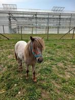 Minipaardje ruin, Dieren en Toebehoren, Ruin, Niet van toepassing, A pony (tot 1.17m), 3 tot 6 jaar