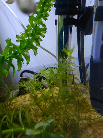 Guppy gras, Dieren en Toebehoren, Ophalen, Zo goed als nieuw