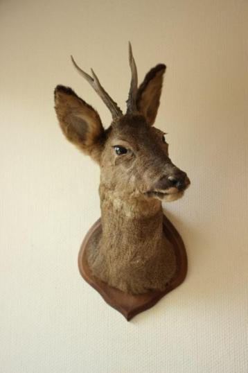 Taxidermie Opgezette Reeënkop met gewei beschikbaar voor biedingen