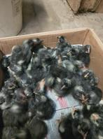 Kuikens Mechelse koekoek en poule de Bresse, Dieren en Toebehoren