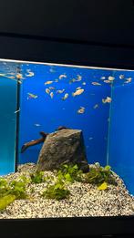 Guppy’s, Dieren en Toebehoren, Vissen | Aquariumvissen