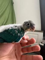 Bébé Conure élever à la main