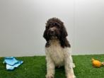 Lagotto Romagnolo pups, België, Overige rassen, CDV (hondenziekte), 8 tot 15 weken