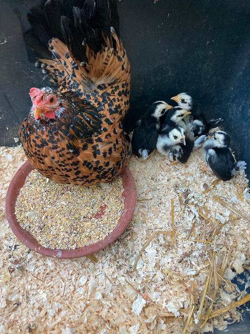 Chabo hen en/of kuikens, Dieren en Toebehoren, Pluimvee, Kip, Vrouwelijk