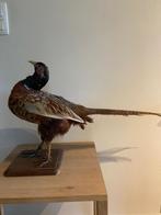 opgezette fazant taxidermie, Ophalen