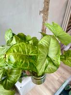 Syngonium white butterfly stekjes, Huis en Inrichting, Kamerplanten, Ophalen of Verzenden