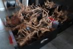 kienhout, Ophalen, Nieuw, Plant(en), Steen of Hout