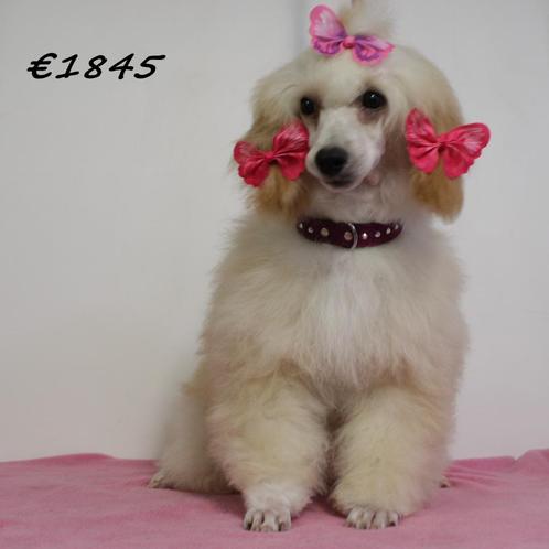 Dwergpoedel - pups te koop, Dieren en Toebehoren, Honden | Chihuahua's en Gezelschapshonden, Meerdere dieren, Poedel, Handelaar