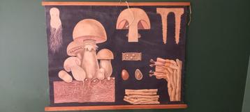 Vintage biologische schoolposter „Paddestoel” beschikbaar voor biedingen
