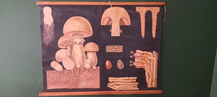 Vintage biologische schoolposter „Paddestoel”, Antiek en Kunst, Antiek | Schoolplaten, Ophalen of Verzenden