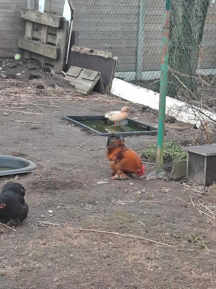 Cochin haantjs, Dieren en Toebehoren, Pluimvee, Kip, Mannelijk