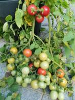 Tomate cerise Whipper vivaneau pour l'extérieur - 5 graines, Graine, Printemps, Envoi, Mi-ombre